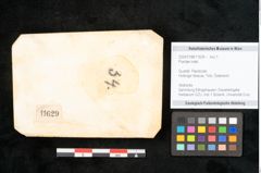 Foto (Objekt + Etikett) von Plantae indet.  (NHMW-GEO-2024-0188-11629)